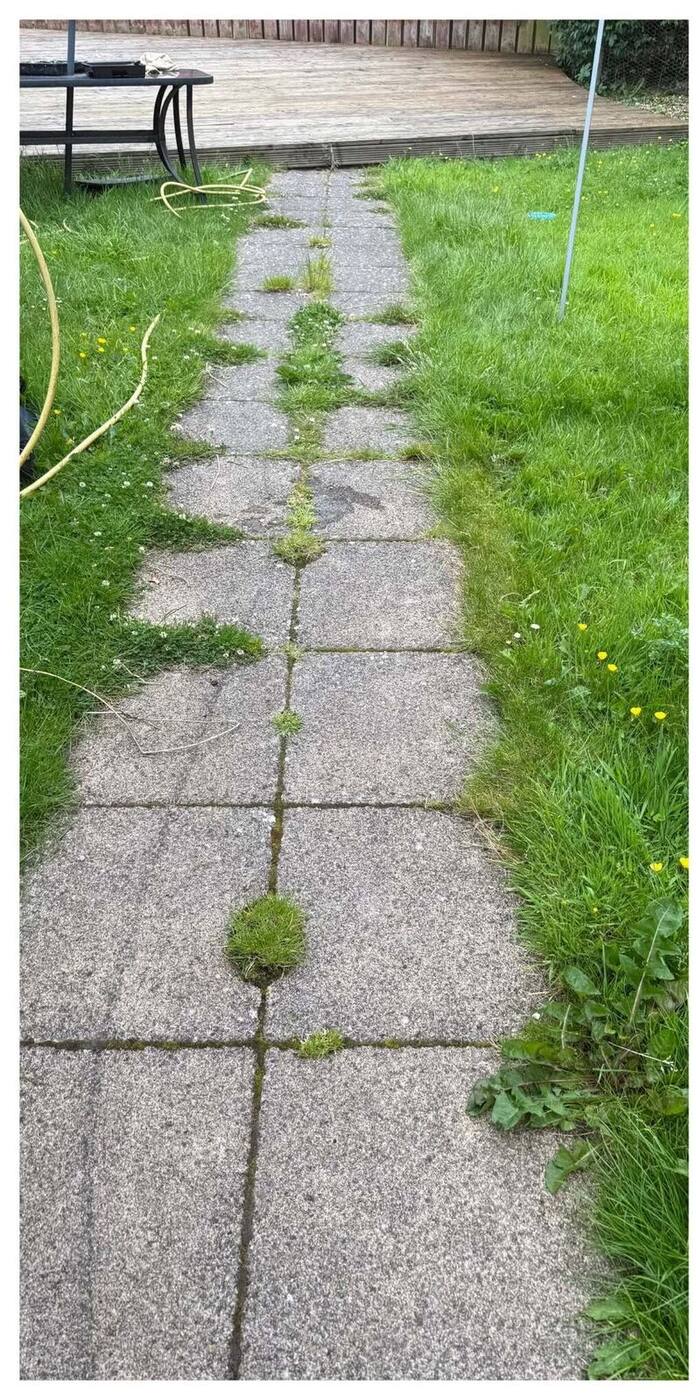 Garden path almost swallowed by overgrown grass
